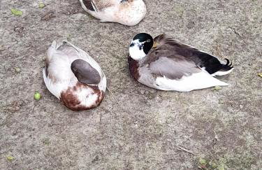 Pension Entenhausen - Foto 36