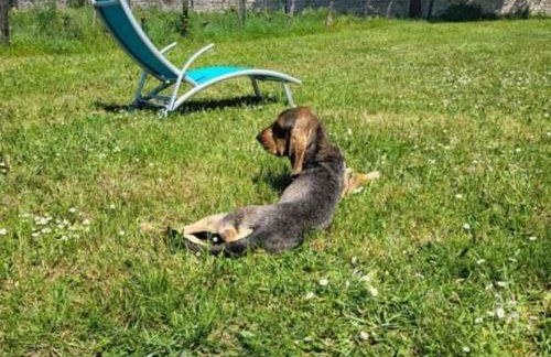 Gîte Rénové en Tuffeau avec Jardin, Animaux Bienvenus - FR-1-381-556 - Foto 33