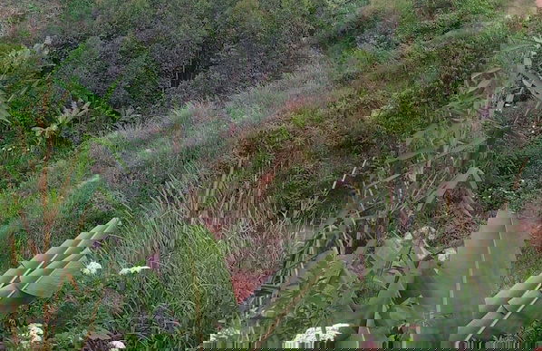 Karangura trekkers eco camp - Photo 6