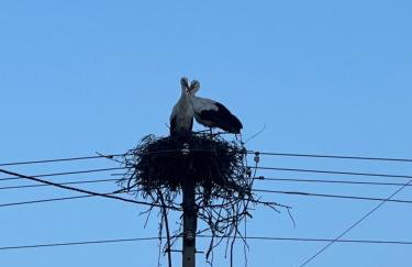 Andrzejówka - Foto 10