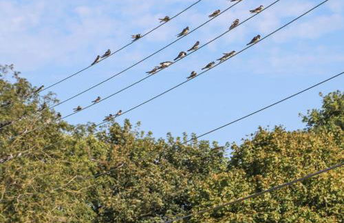 Hopkins at The Homestead - Foto 42