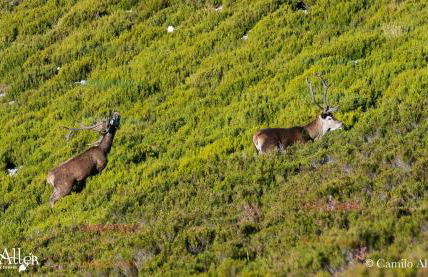 La Gaitona d'Aller - Apartamentos Cabañaquinta - Foto 58