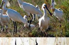 Apartamento Zenobia - Foto 17