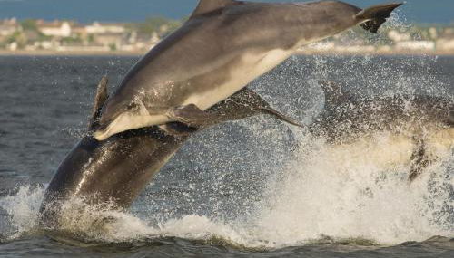 Dolphin View Hillockhead - Foto 2