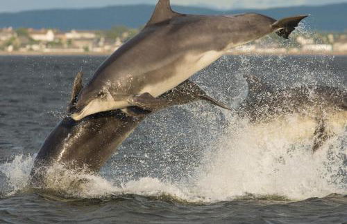 Dolphin View Hillockhead - Foto 2