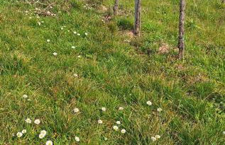 Haus Mittendrin - Foto 32