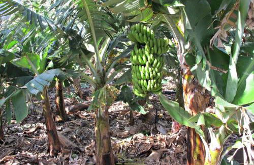 Casa Rural La Pitanga - Foto 30