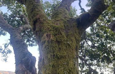 Nascente, place in nature next to a waterfall - Foto 20