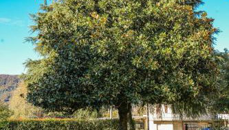 La Magnolia - Foto 4, Garden, sunbed, Garden view