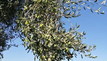 Il Podere di Sole - Foto 4