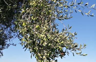 Il Podere di Sole - Foto 4