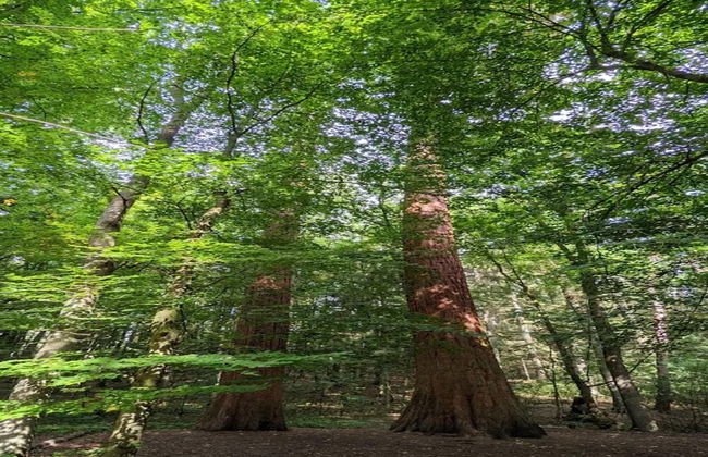 Chalet in Wendorf - Foto 34