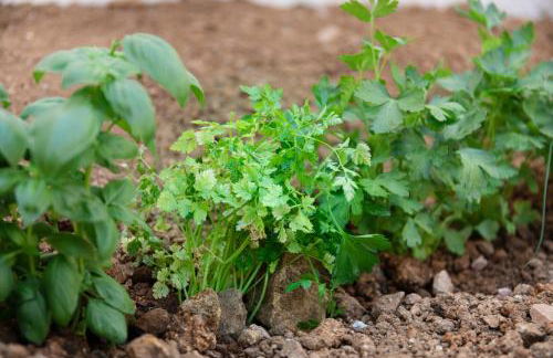 Villa Bianca - Foto 26