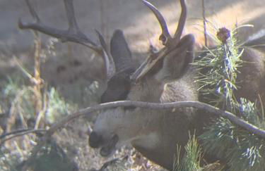 Your Mountain Retreat - Foto 41