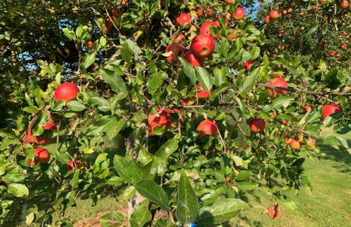 Deelenwohnung - Foto 16