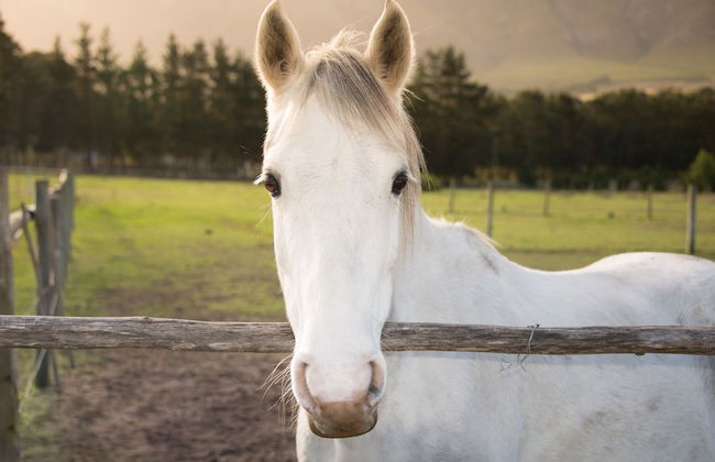 Clouds End Farm - Photo 42