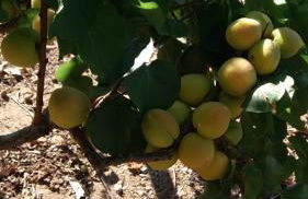 Casa Reyes Fataga Apta Reyes - Foto 26