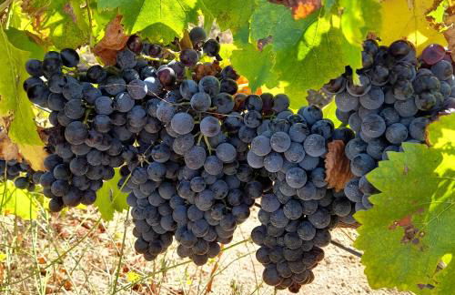 Agriturismo Palas De Serra Country Resort - Foto 68