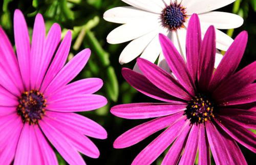 Tasteful Caminha Villa 4 Bedrooms Villa Laginhas Modern Furnishings - Foto 23