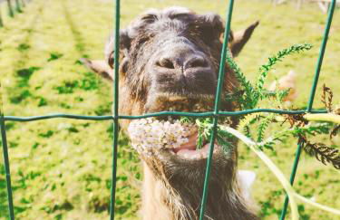 La roulotte de Jane - Foto 36