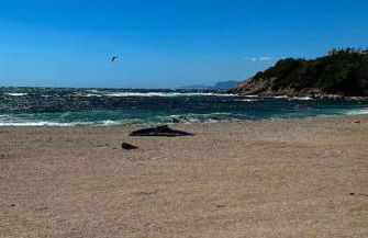 Appartement en face mer - Foto 6