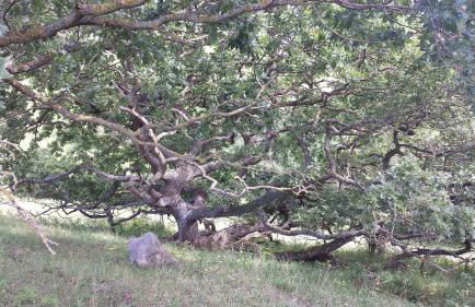 Ferienhaus "Sommerbrise" - Foto 11