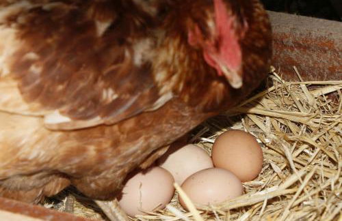 La Casa de Consuelo 3 - Foto 30