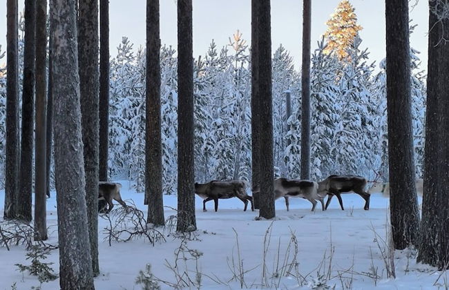 Lapland Pure Nature and More! - Foto 12