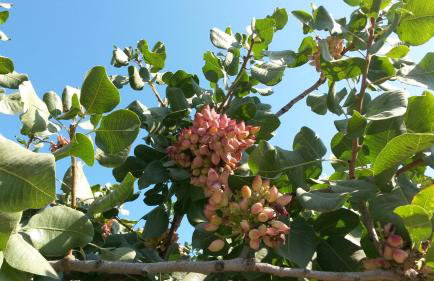 Jasmine Home, Aegina City - Foto 27