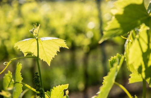 Agriturismo Casale Ugolini - Foto 21