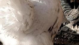 WEINBERG 16 - Foto 4