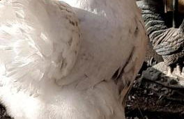 WEINBERG 16 - Foto 4