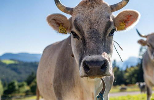 Plattner-Hof - Foto 36