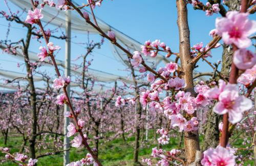 Holiday Home Da Marita by Interhome - Photo 66