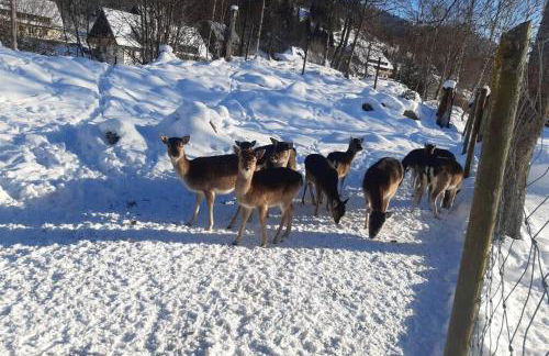 Gemütliche Ferienwohnung in Sankt Blasien - Foto 42