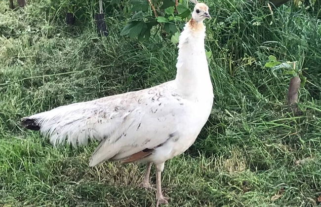 Y Twlc Mochyn - Ecofriendly - Farm Animals - Foto 17