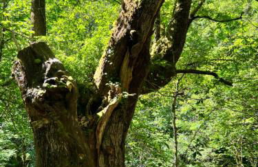 La casita de Olivia Espinaredo - Foto 67