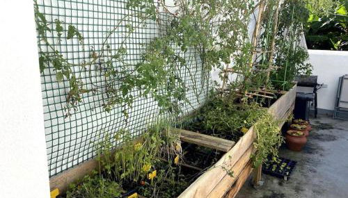 Aligus 2 Uma Horta na Horta, Faial, Açores - Foto 5