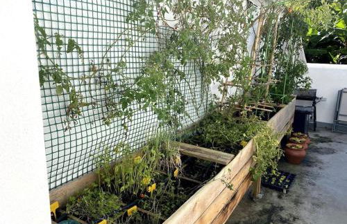 Aligus 2 Uma Horta na Horta, Faial, Açores - Foto 5