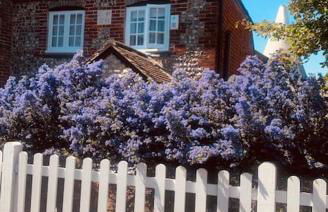 Beautiful 18th century cottage in Arundel - Foto 40