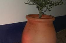 Monte do Rochinha - Foto 22