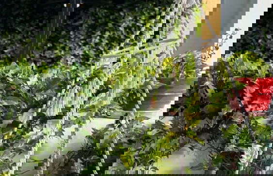 Patio Elba Boutique Hotel - Photo 63