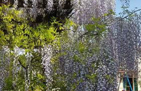 Agriturismo Il Catrino - Foto 15