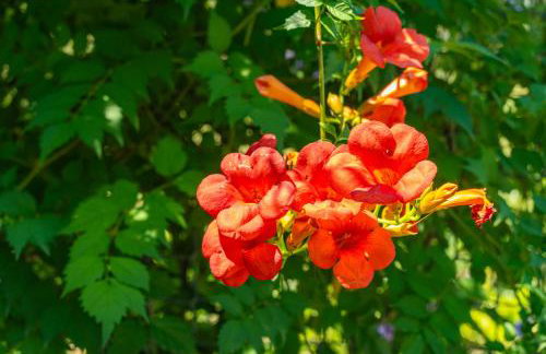 House Terra Madre - Photo 27