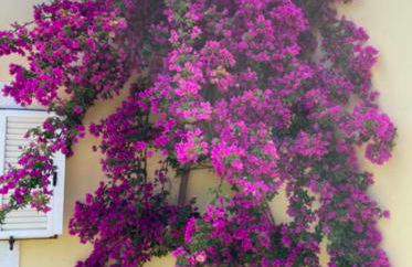 Rose Villa - Foto 20