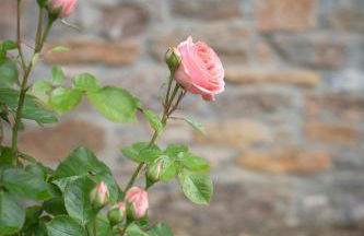 Rural Médulas Viviendas de uso turistico 2 y Casas rurales 2 - Foto 10