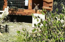 Blisko Lasu - Foto 64