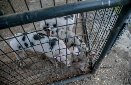 Group Getaway on Working Farm! Near Saratoga - Foto 28