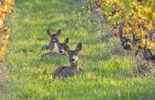 Entre Loire et Vignes - Foto 6
