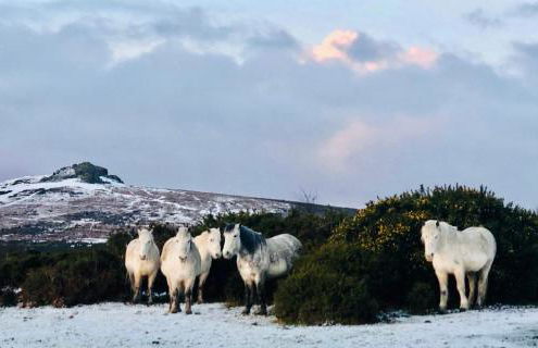 Haytor Court, Haytor, Dartmoor - The Moor on Your Doorstep - Foto 5